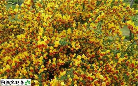 金雀花 花語